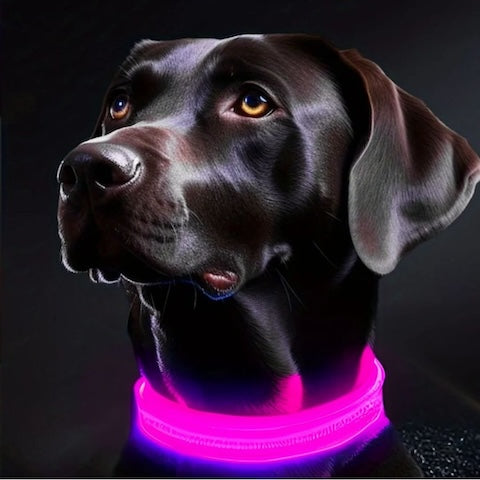 coillier-lumineux-chien-rose