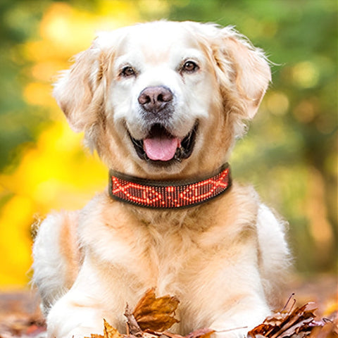 jeune golden retreiver blond dans le jardin en automne et son coller lumineux pour chien personnalise