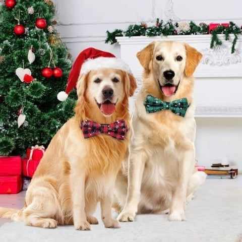collier-pour-chien-de-noel-couleurs