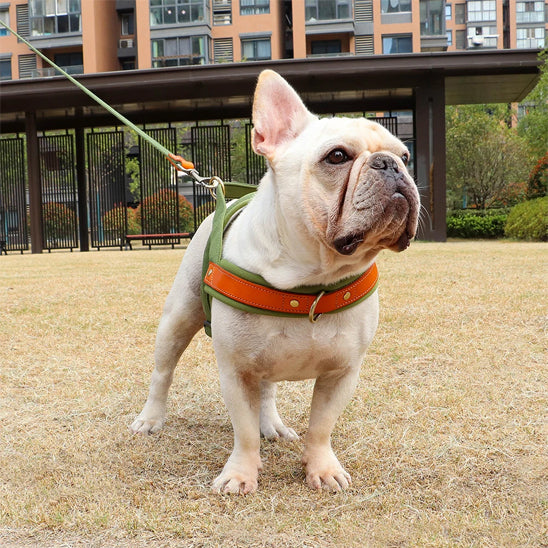 bouledogue francais en balade dans un parc avec son harnais chien anti traction ajustement parfait