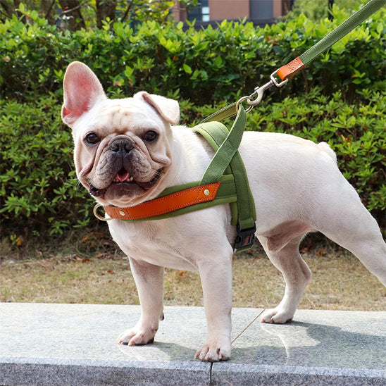 bouledogue francais heureux de son harnais chien anti traction