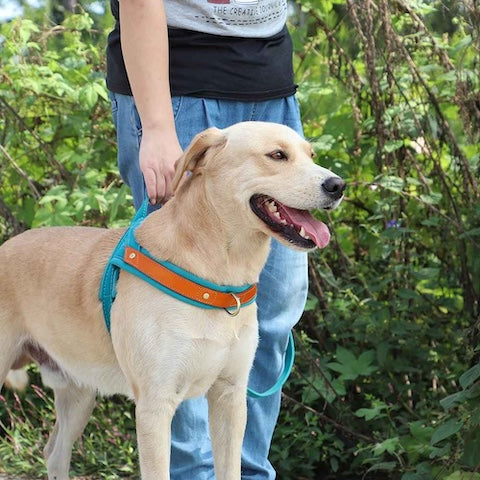 Harnais chien anti traction | NoPullFitâą