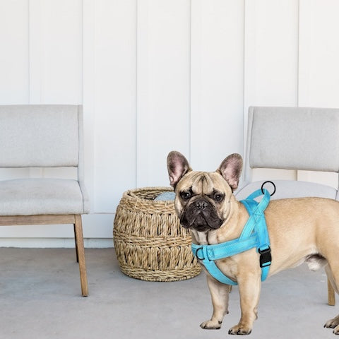 chien avec son harnais chien confortable couleur bleu