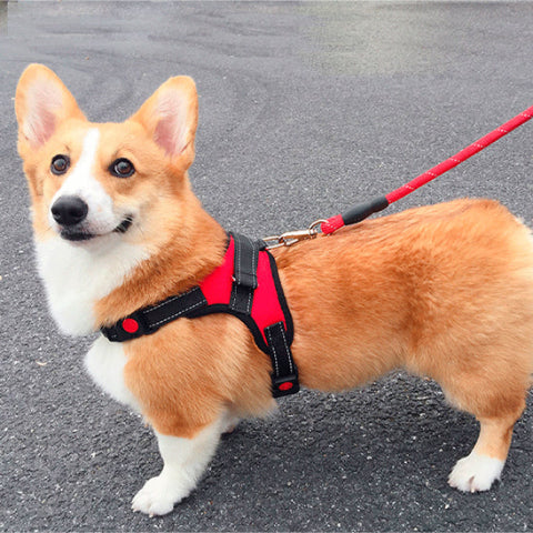 welsh corgi en ballade urbaine dans son harnais chien rouge confortable