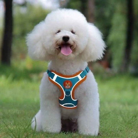 harnais-petit-chien-couleur-bleu