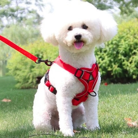 caniche portant son harnais petit chien couleur rouge