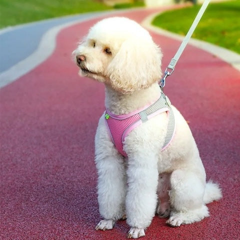 harnais pour chien easydog couleur rose