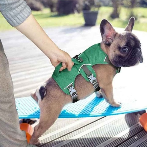 petit chien sur planche roulettes harnais pour chien vert