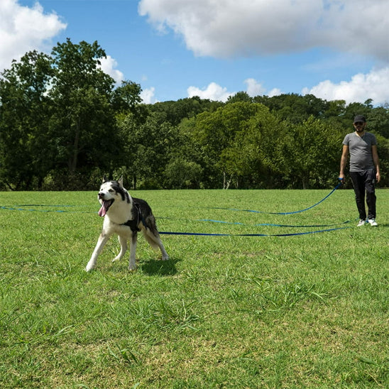 husky cours avec son maitre dans un parc retenu pas sa laisse pour chien bleu
