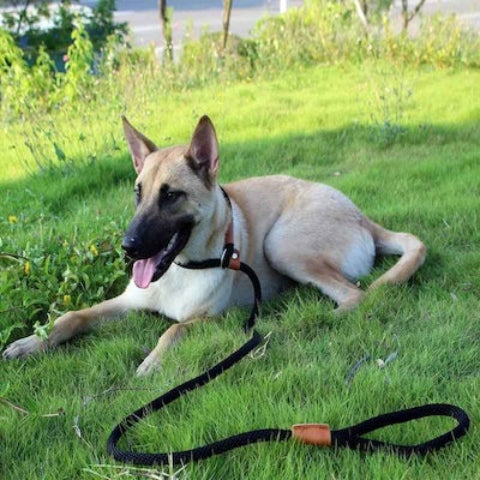 jeune-chien-avec-sa-laisse-chien-au-repos-dans-l-herbe