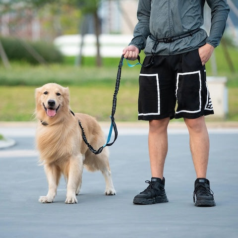 golden en session de sport avec sa laisse pour chien footingrun bleu