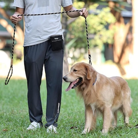 golden en dressage avec sa laisse pour chien