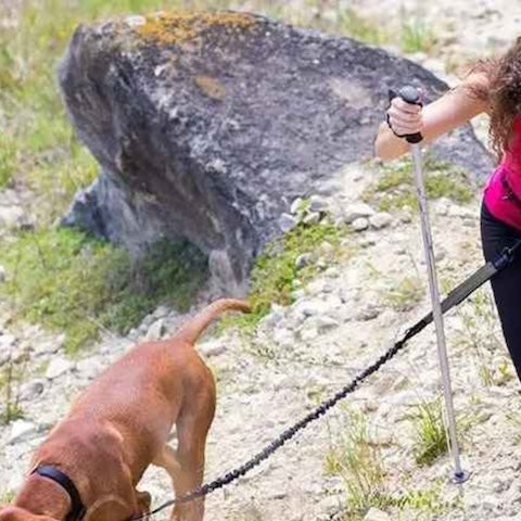 balade en montagne avec longe chien duomotion