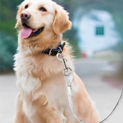 longe pour chien longueur trente metres