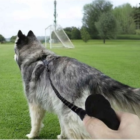 husky en preparation entrainement avec sa longe pour chien