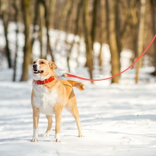 Longe pour chien| Trailblazer™