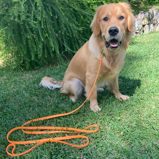 Longe pour chien| Trailblazer™