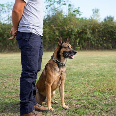 Collier de dressage pour Chien