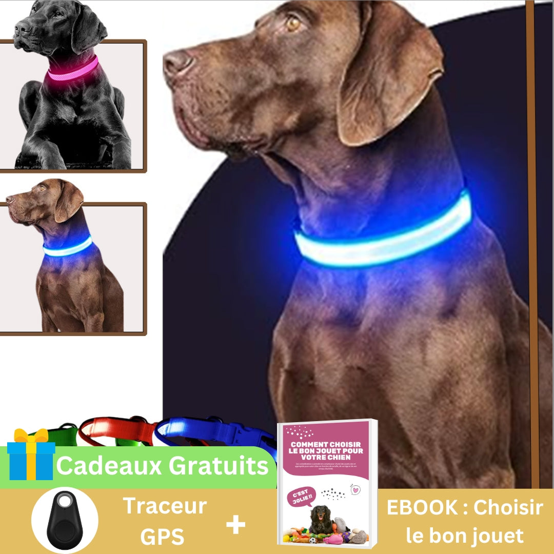 Collier chien | Luminight™