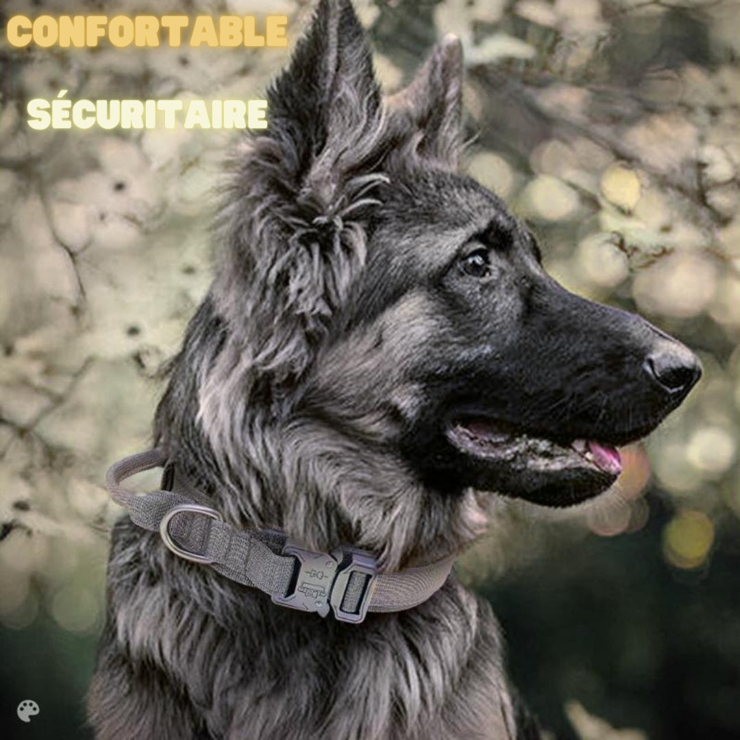 Collier-chien-securitaire