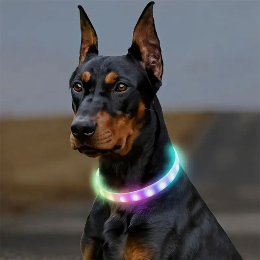 dobermann portant son collier lumineux pour chien fierement