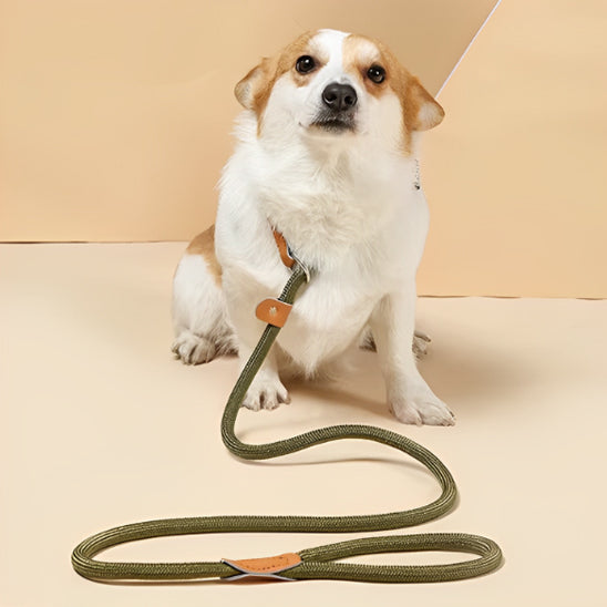 petit-chien-avec-sa-laisse-chien-kaki