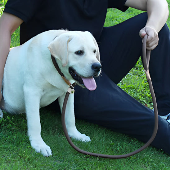 Golden-avec-laisse-chien-et-son-maitre