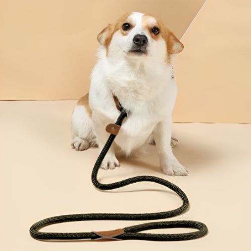 Laisse-chien-noir-avec-petit-chien
