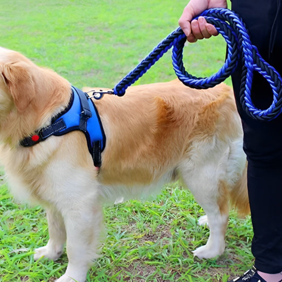 laisse-de-chien-bleu-confortable