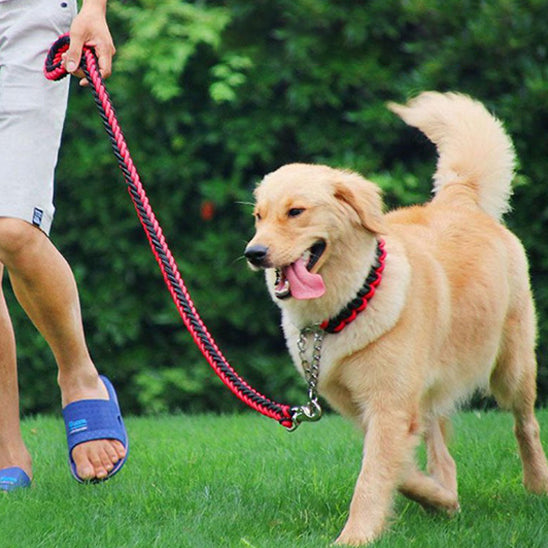 homme-avec-son-chien-en-balade-avec-sa-nouvelle-de-chien