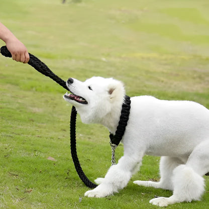 session-de-jeux-avec-la-laisse-de-chien-resistante