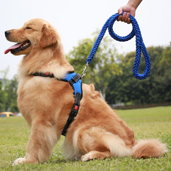 laisse-de-chien-super-tendance-bleu