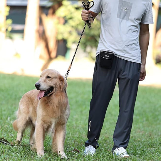 Golden-au-dressage-avec-laisse-pour-chien