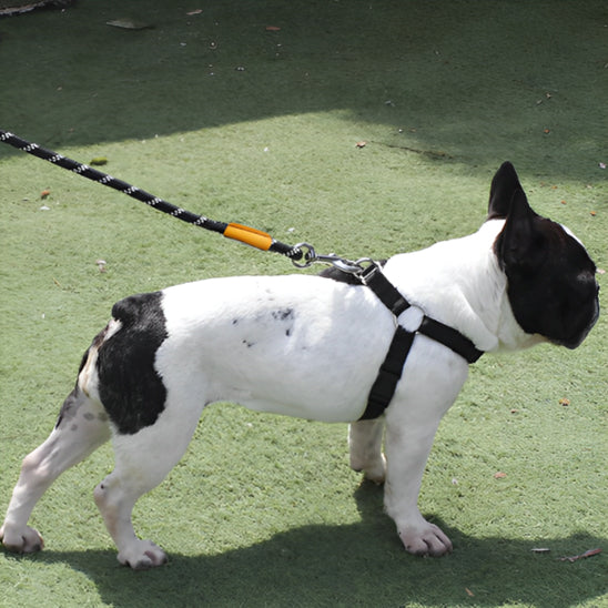 Bouledogeu-francais-en-balade-avec-sa-laisse-pour-chien
