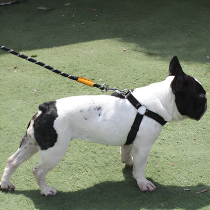 Bouledogeu-francais-en-balade-avec-sa-laisse-pour-chien