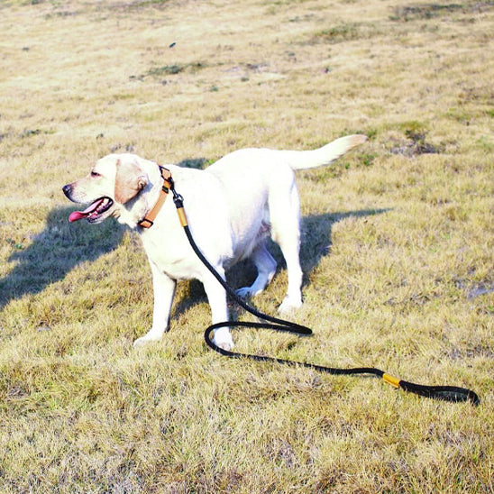 Golden-en-liberte-avec-sa-longue-laisse-pour-chien