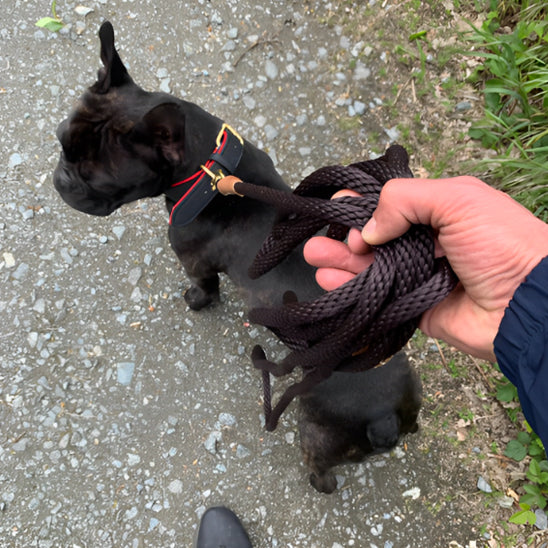 petit-chien-avec-son-maitre-et-sa-laisse-pour-chien-confortable