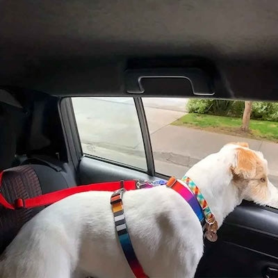 petit chien blanc avec sa laisse pour chien attend son maitre