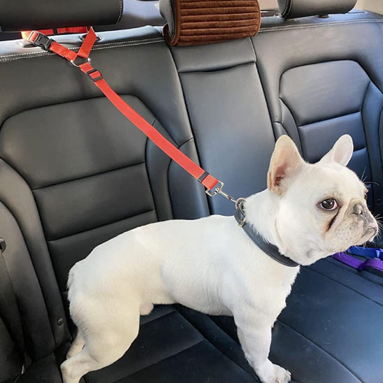 bouledogue francais attache securitairement avec sa laisse pour chien rouge