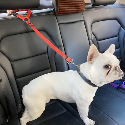 bouledogue francais attache securitairement avec sa laisse pour chien rouge