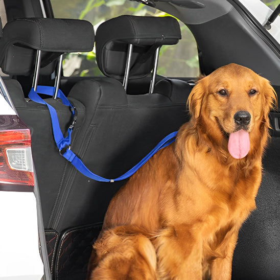 golden retriever roux attache avec sa laisse pour chien en arriere de voiture