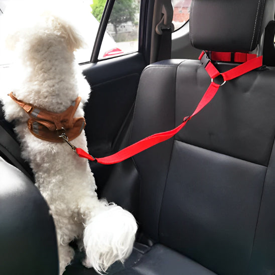 petit chien blanc attache avec sa laisse pour chien dans une voiture