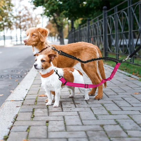 agreable sortie avec longege chien petit et grand