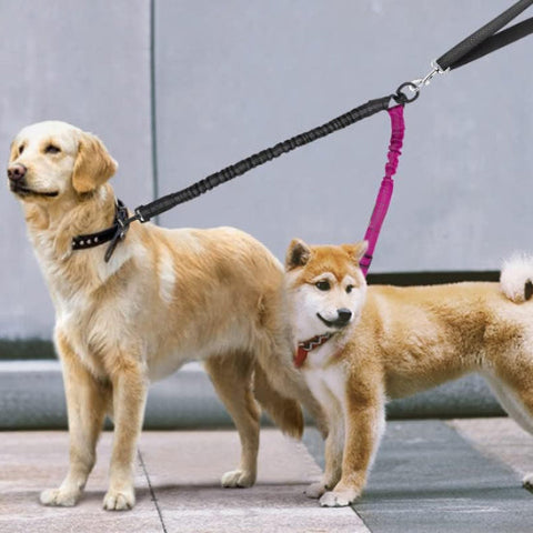ajustement confortable a la morphologie des chiens avec la longe chien