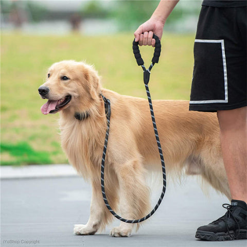 balade confortable avec notre longe pour chien noir
