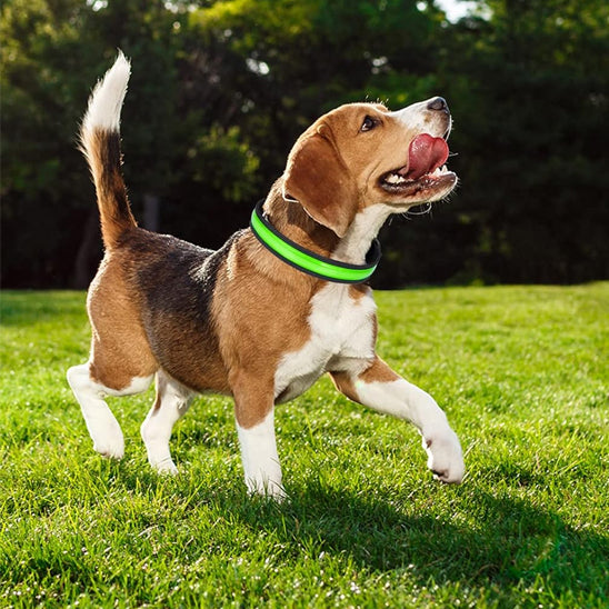 beagle qui porte fierement son collier lumineux chienn