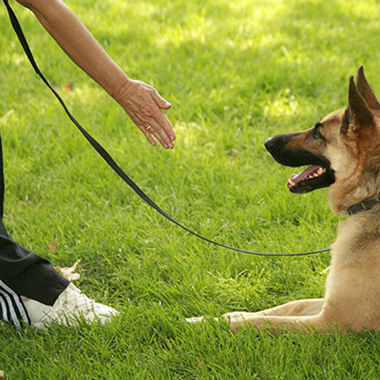 Laisse pour chien | WaterPet™