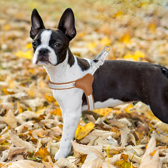 boston terrier en foret avec son harnais pour chien