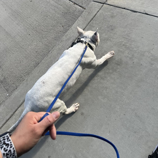 petit chien blanc dans une balade urbaine avec sa laisse pour chien bleu