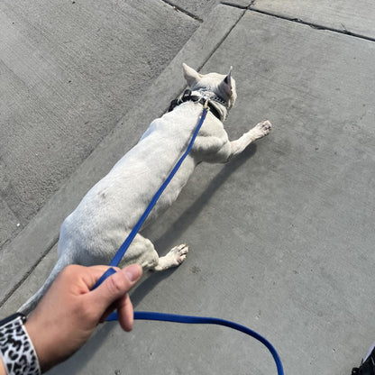 petit chien blanc dans une balade urbaine avec sa laisse pour chien bleu